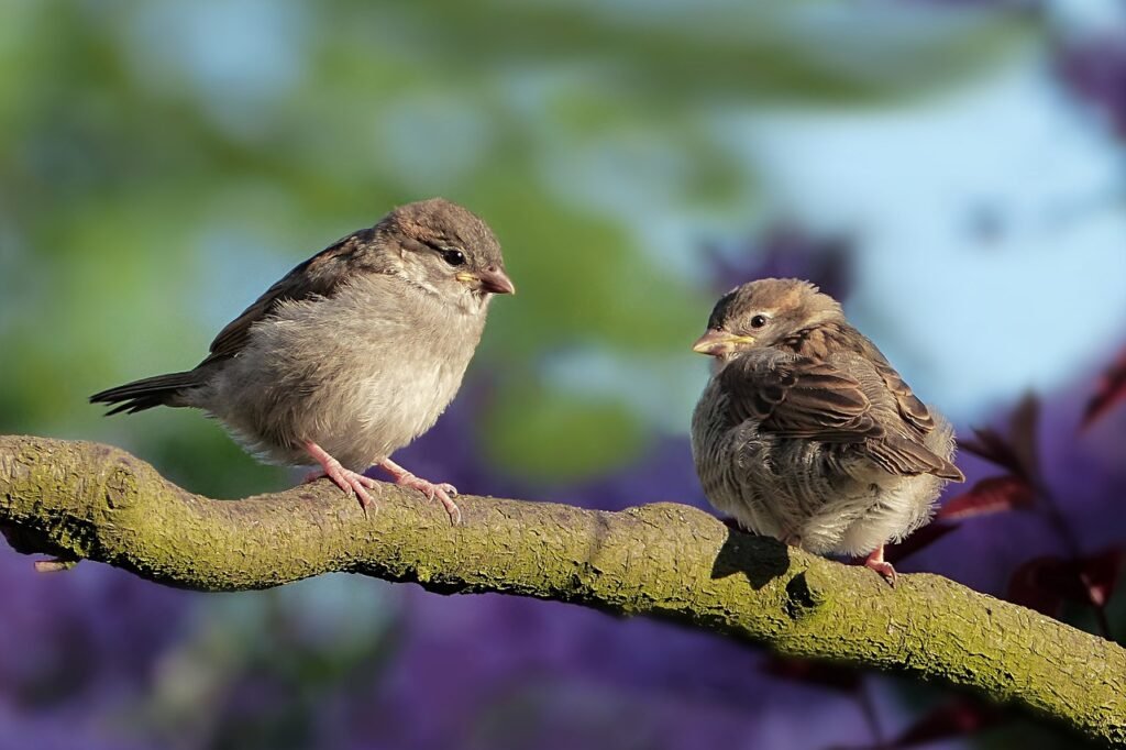 bird proofing solar panels, bird proofing products, how to choose bird proofing products for solar panels  